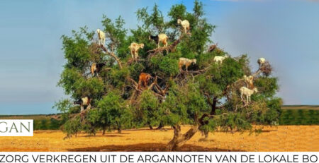 arganboom aurgan